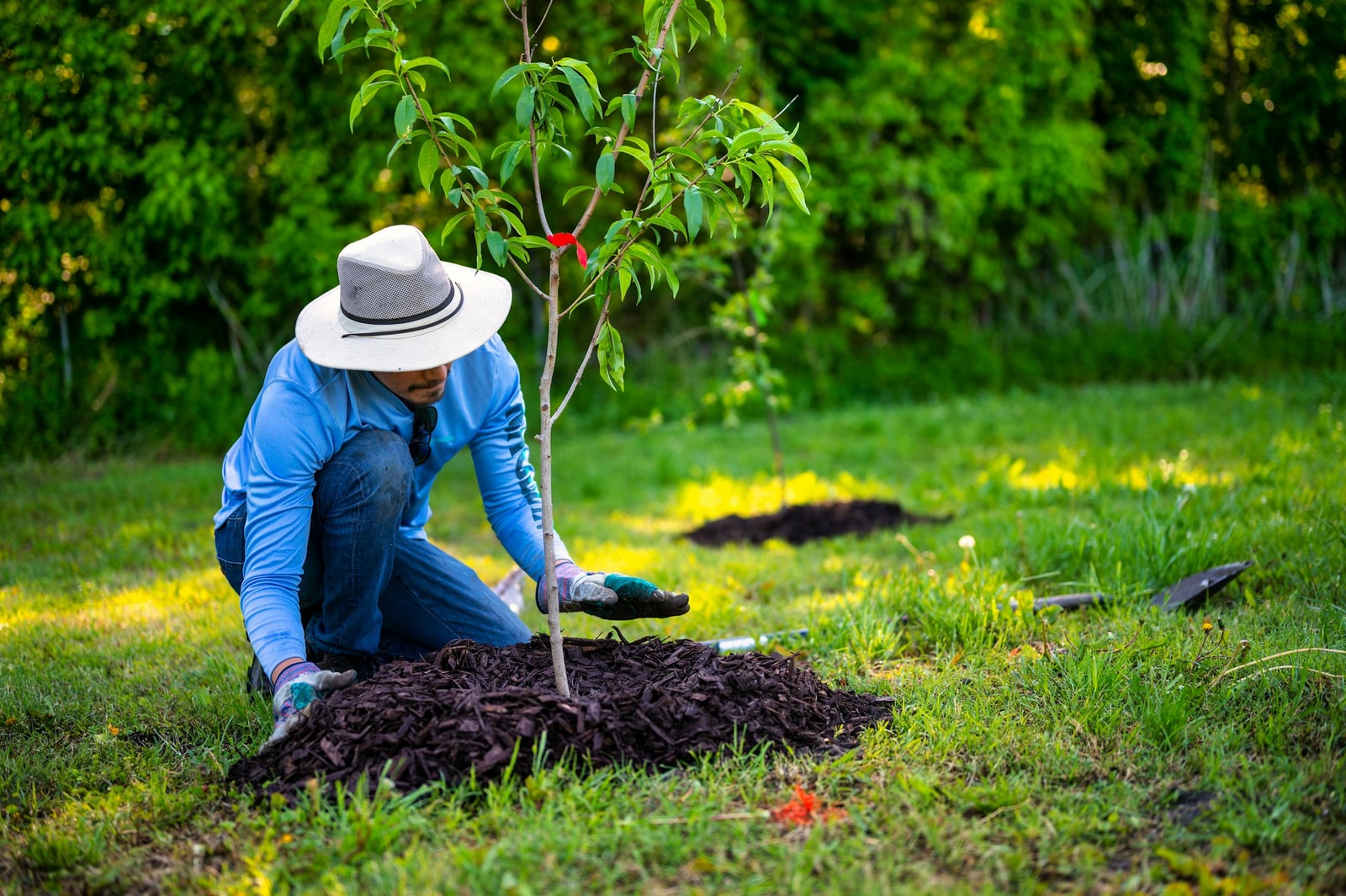 A person planting a young tree in a sunny garden with a ring of bare soil around the base ready for mulch