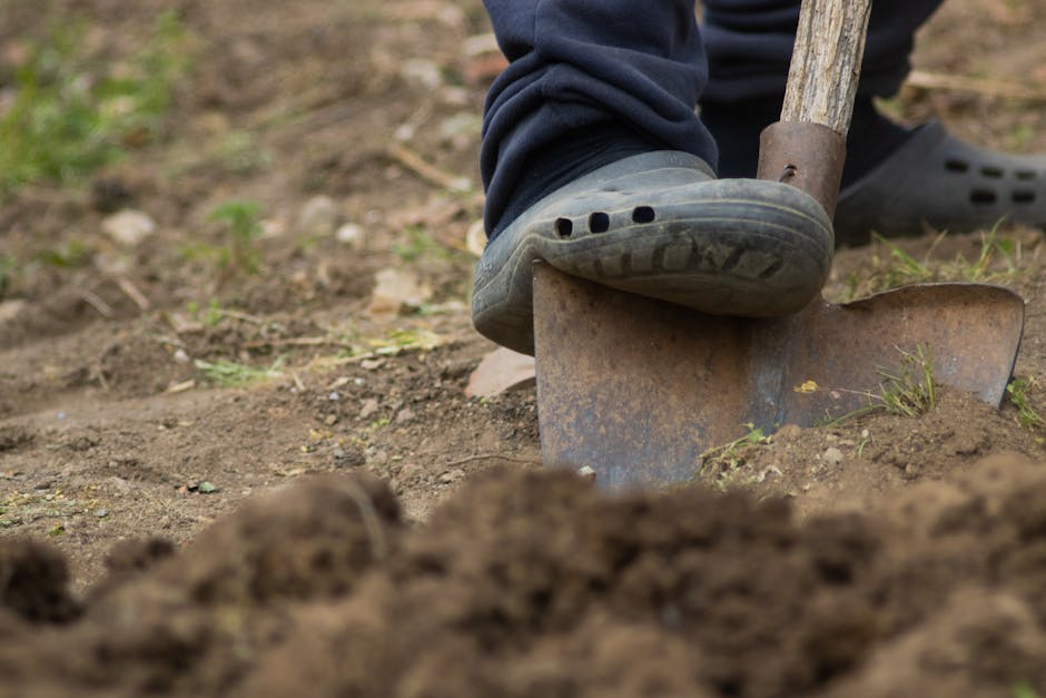 Close-up of a person's foot pressing down on a shovel blade digging into garden soil