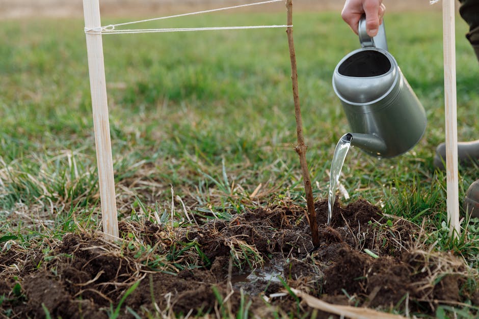 Person watering a young sapling with a metal watering can in a garden