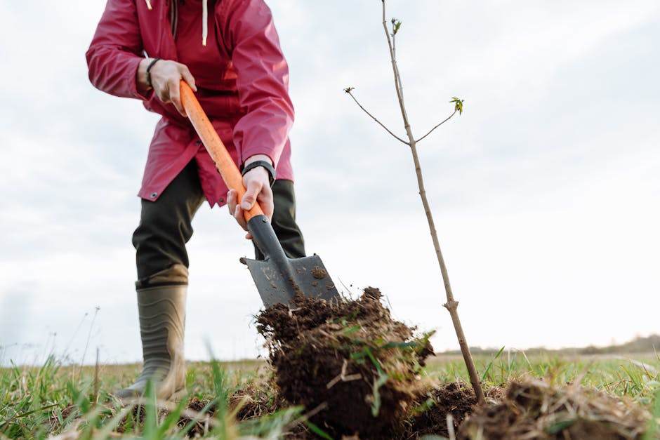 Person planting a young tree outdoors with a shovel in a grassy yard