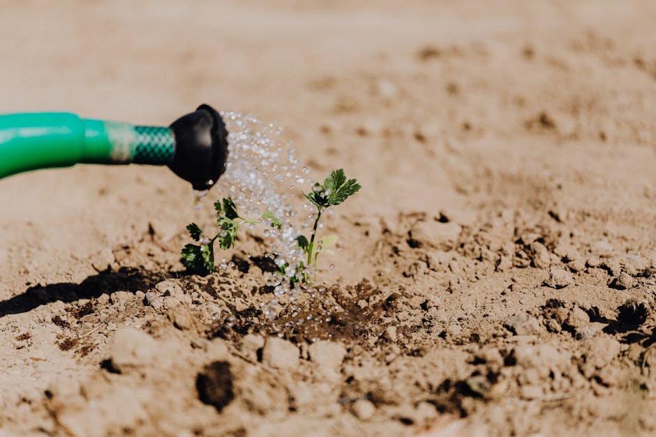 Close-up of water from a hose soaking into soil around a young seedling