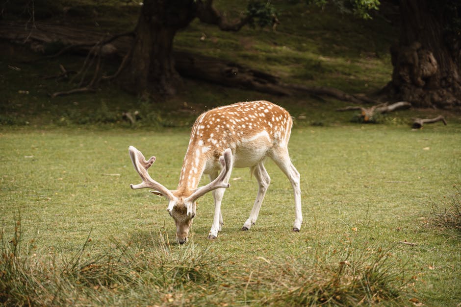 Deer grazing on a grassy meadow near trees in a suburban setting