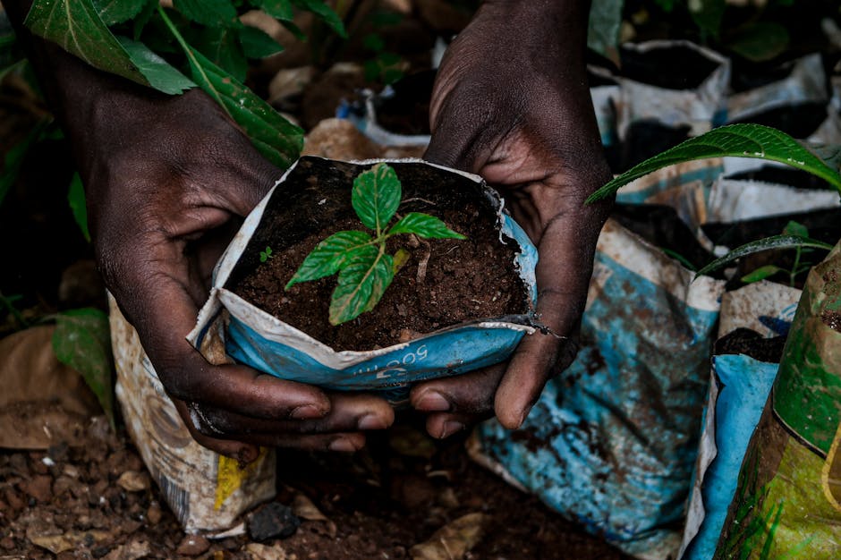 Hands carefully planting a young tree sapling in rich garden soil