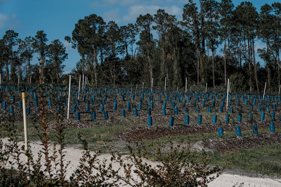 Young orchard trees with blue protective tree shelter tubes on stakes
