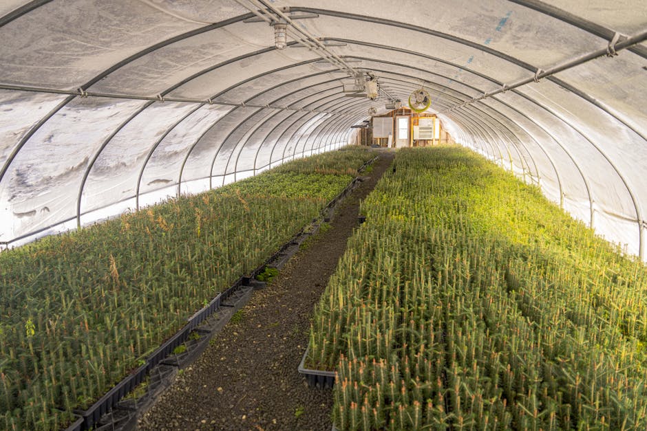 Rows of seedlings growing in a sunlit greenhouse nursery
