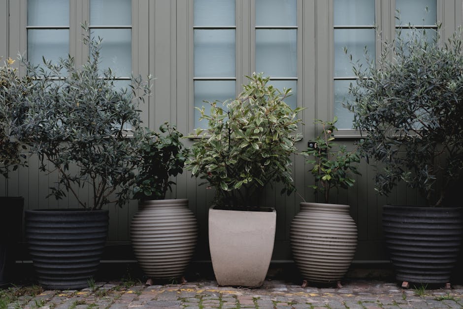 Potted evergreen trees lining a garden walkway in decorative containers