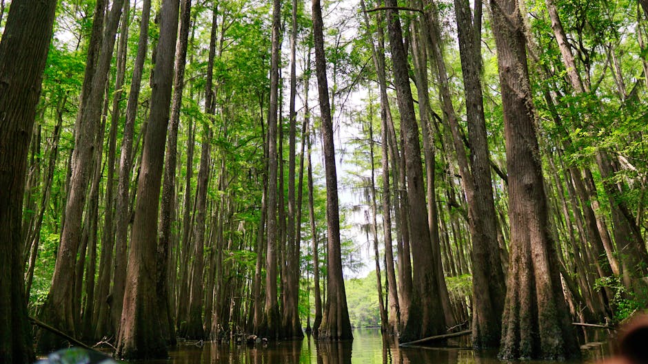 Tall bald cypress trees growing in a lush swamp landscape