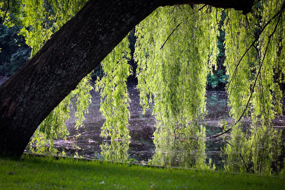 Willow leaves hanging over a peaceful lake surface