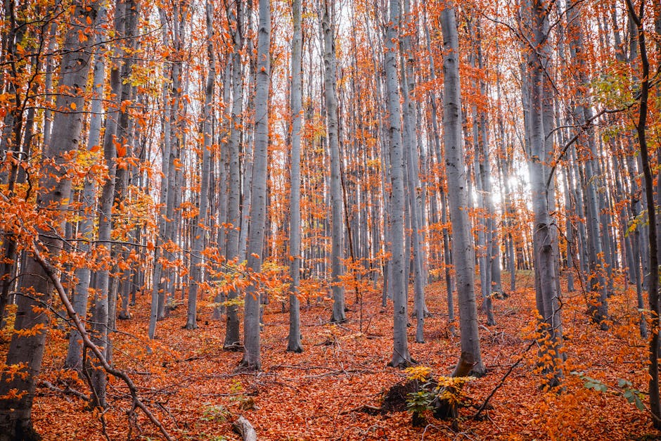 Diverse broadleaf forest in autumn showing natural species variety with oaks, beeches, and other hardwoods