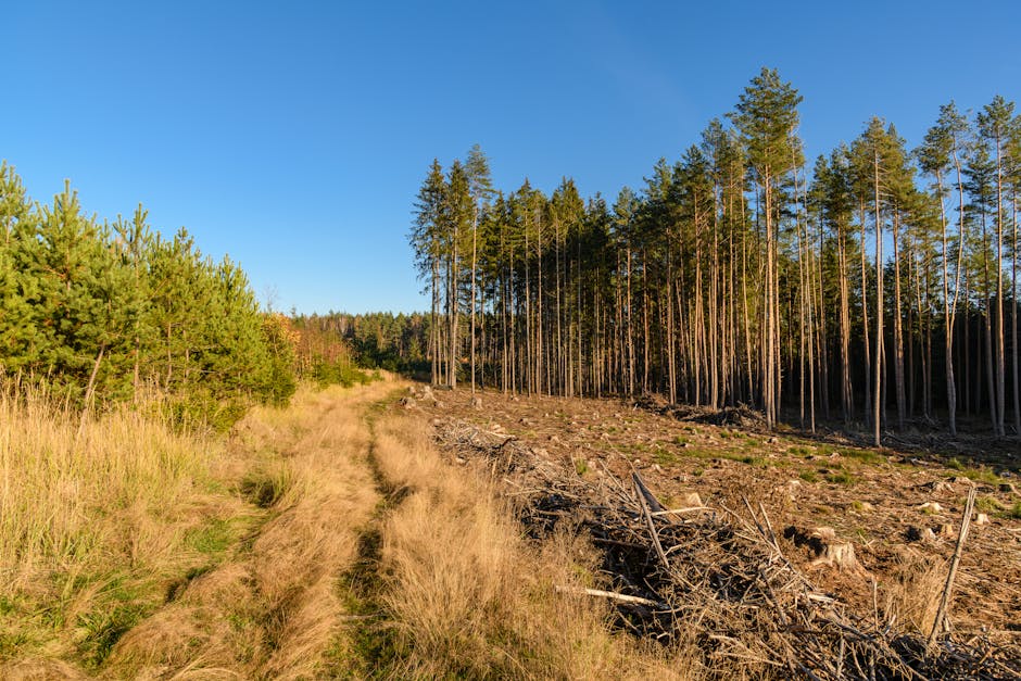 A cleared patch in a pine forest after timber harvesting with tree stumps and bare ground next to standing conifers