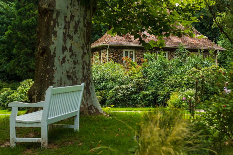 Mature shade tree near a stone house with bench underneath