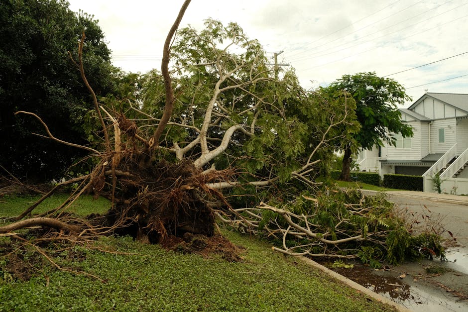 Uprooted tree lying on a suburban street after a violent storm