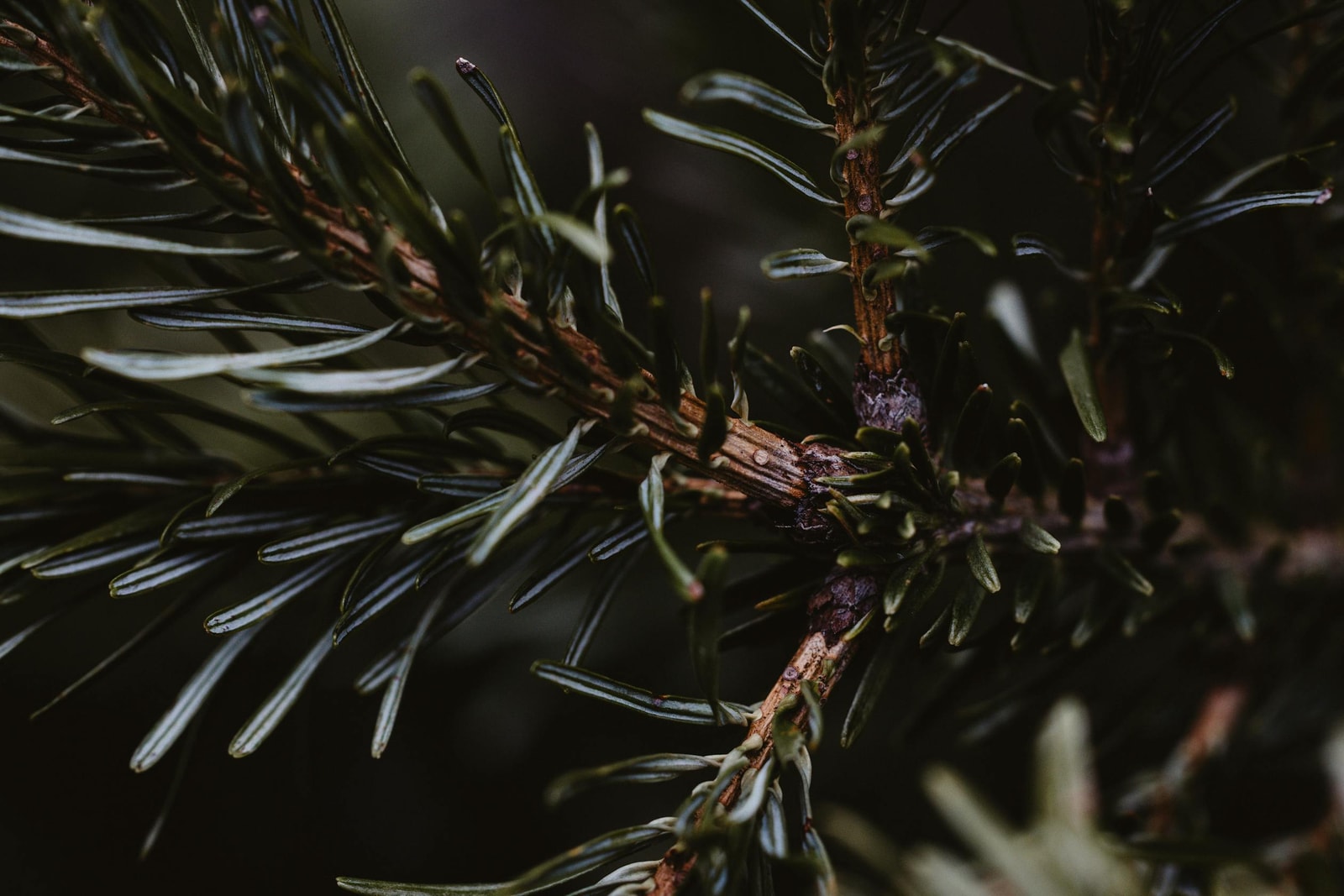 Detailed view of dark evergreen needles, similar to the foliage of true firs attacked by balsam woolly adelgid