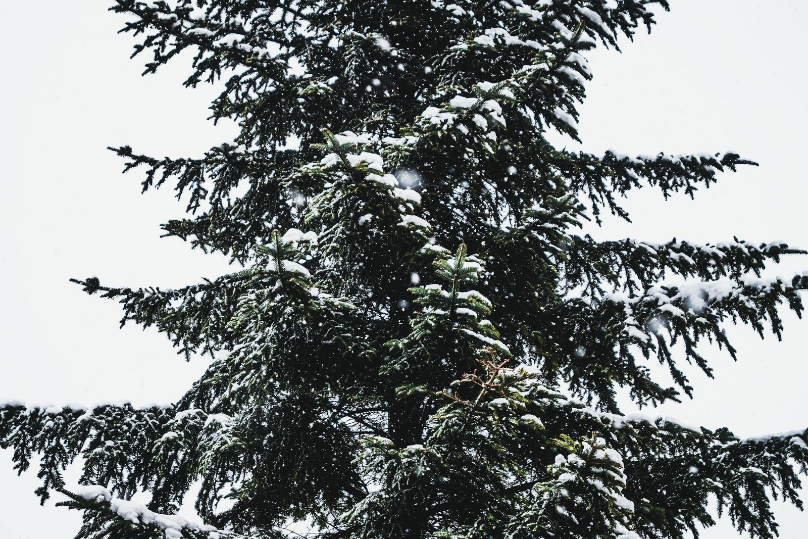 Snow-covered hemlock branch in winter, the dormant season when overwintering HWA nymphs are most vulnerable