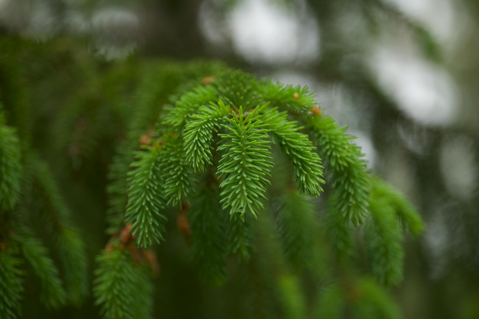 Macro view of bright green spruce needles, the foliage where Cooley spruce gall adelgid forms pineapple-shaped galls at branch tips