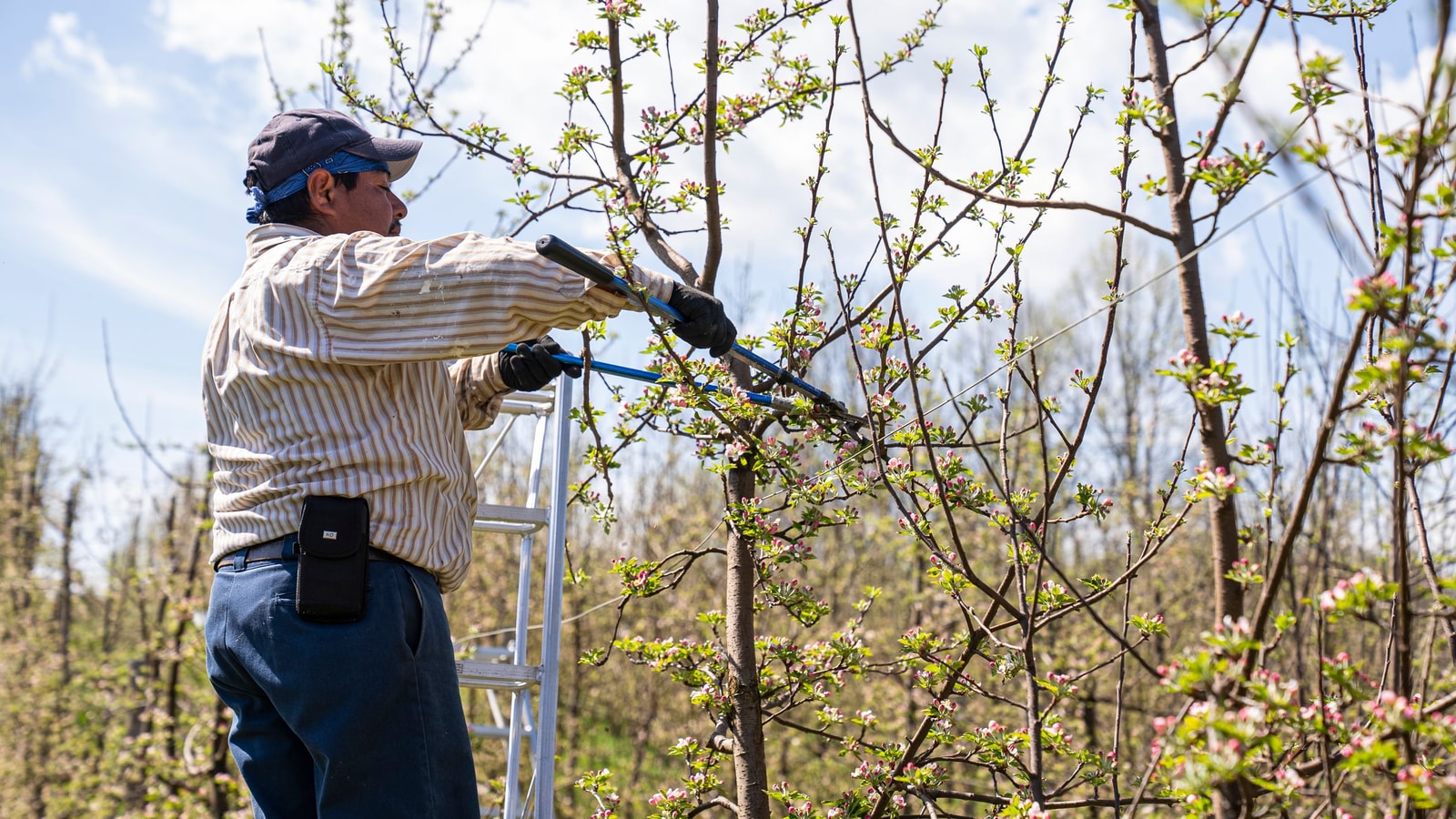 Orchard worker on a ladder pruning tree branches with loppers in spring