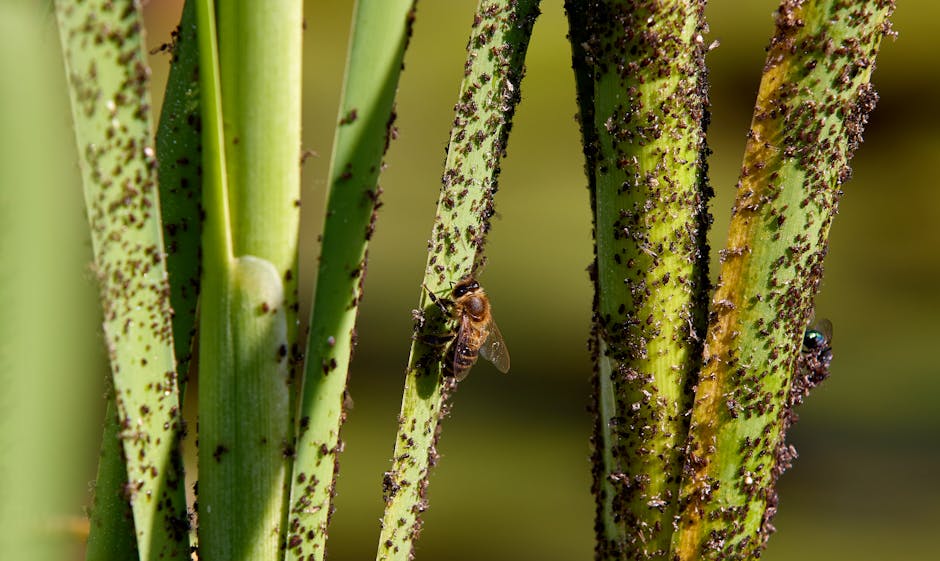 Aphids and pest insects clustered on infested green plant stems