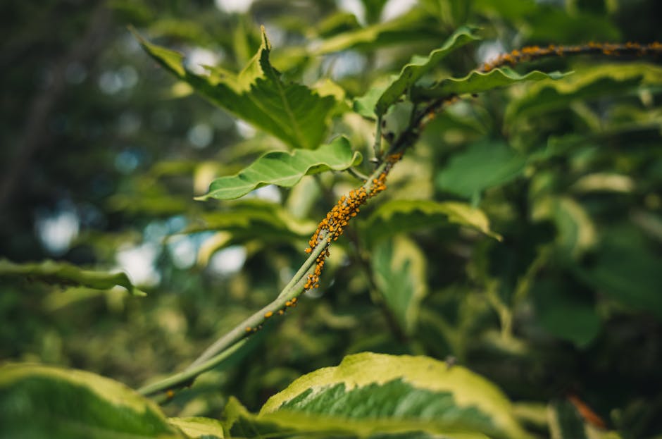 Orange aphids on green leaves showing the detail of a leaf infestation