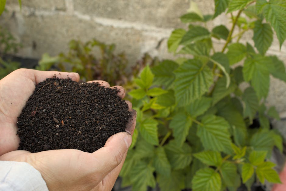 Gardener holding rich organic compost near a green plant in the garden