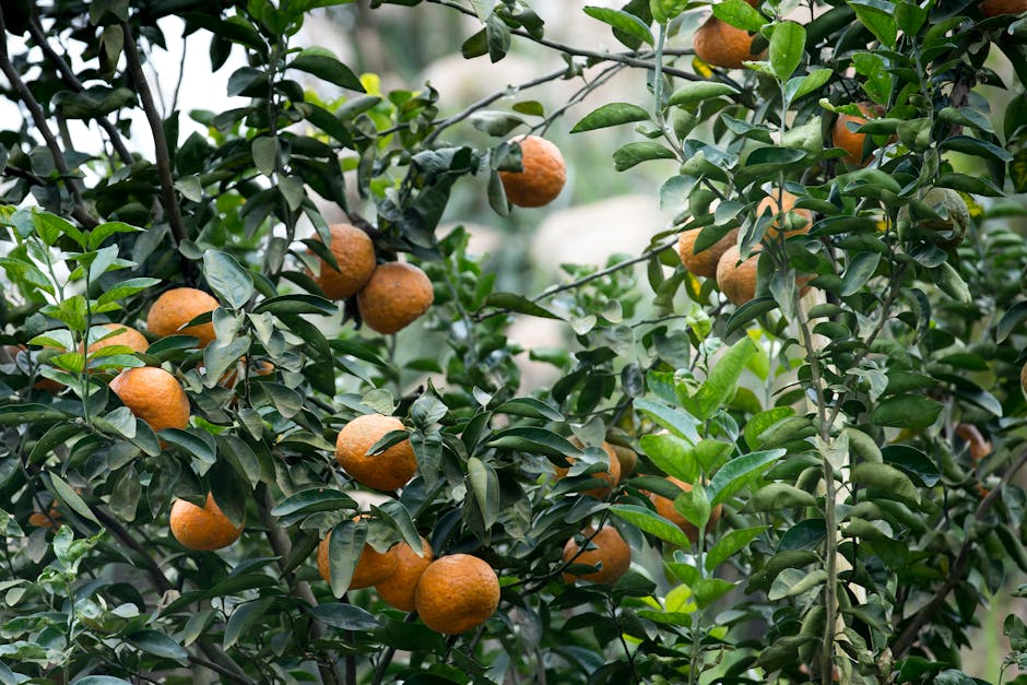 Ripe oranges growing on a citrus tree with green leaves