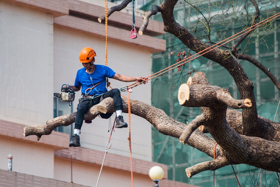 Professional arborist secured with safety harness and ropes using a chainsaw to prune a tree
