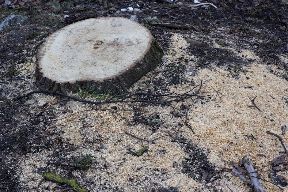 Freshly cut tree stump surrounded by sawdust on bare ground in a forest