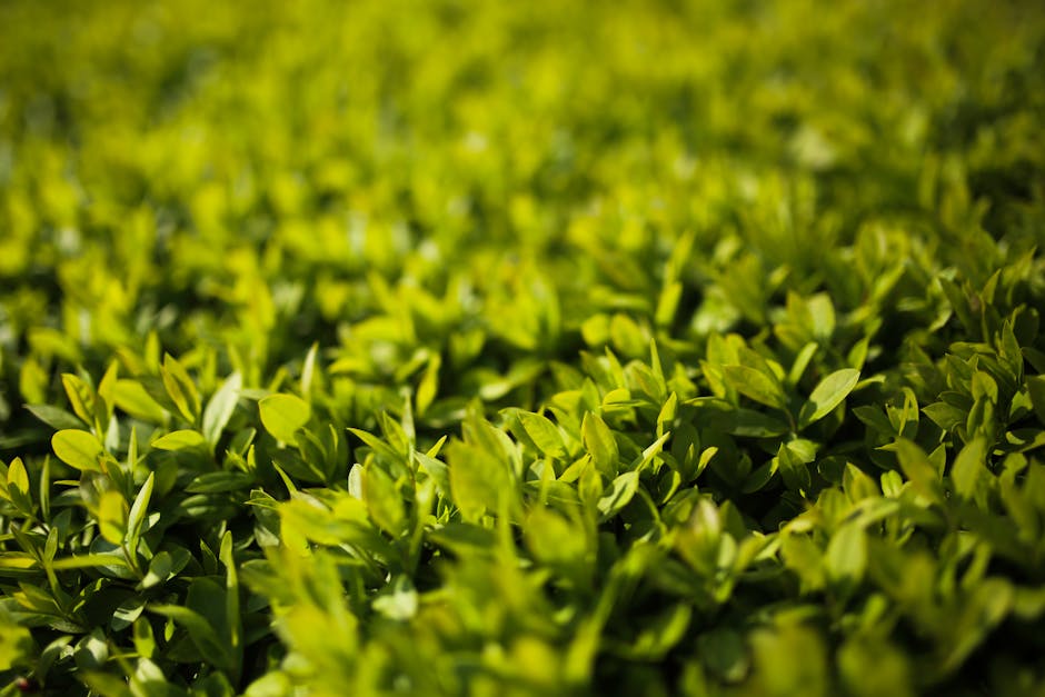 Dense green privet hedge leaves showing the characteristic growth pattern