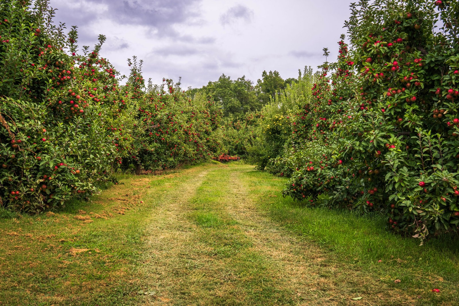 Rows of apple trees heavy with ripe red apples along a grassy orchard path
