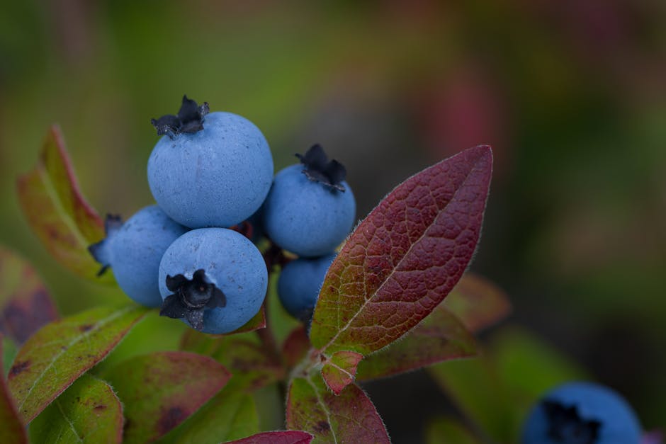 Ripe blueberries on the bush need acidic soil and specialized fertilizer