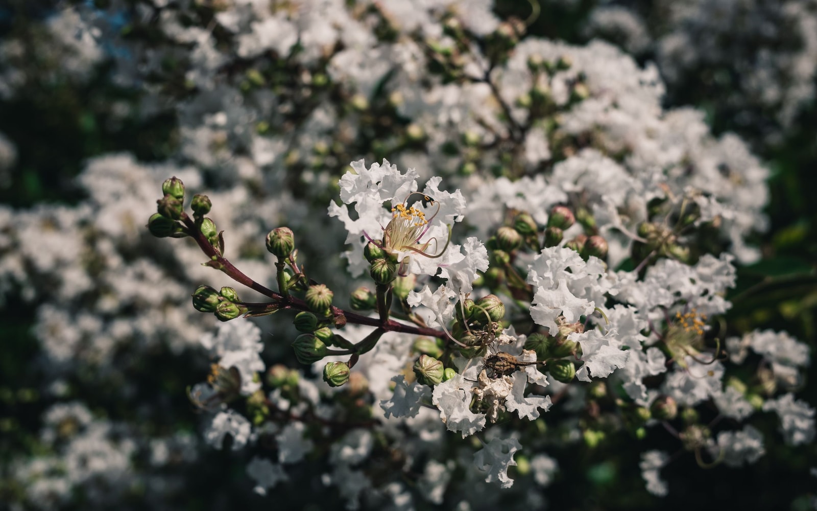 A close-up of white crepe myrtle flowers with their distinctive crinkled petals and round green buds