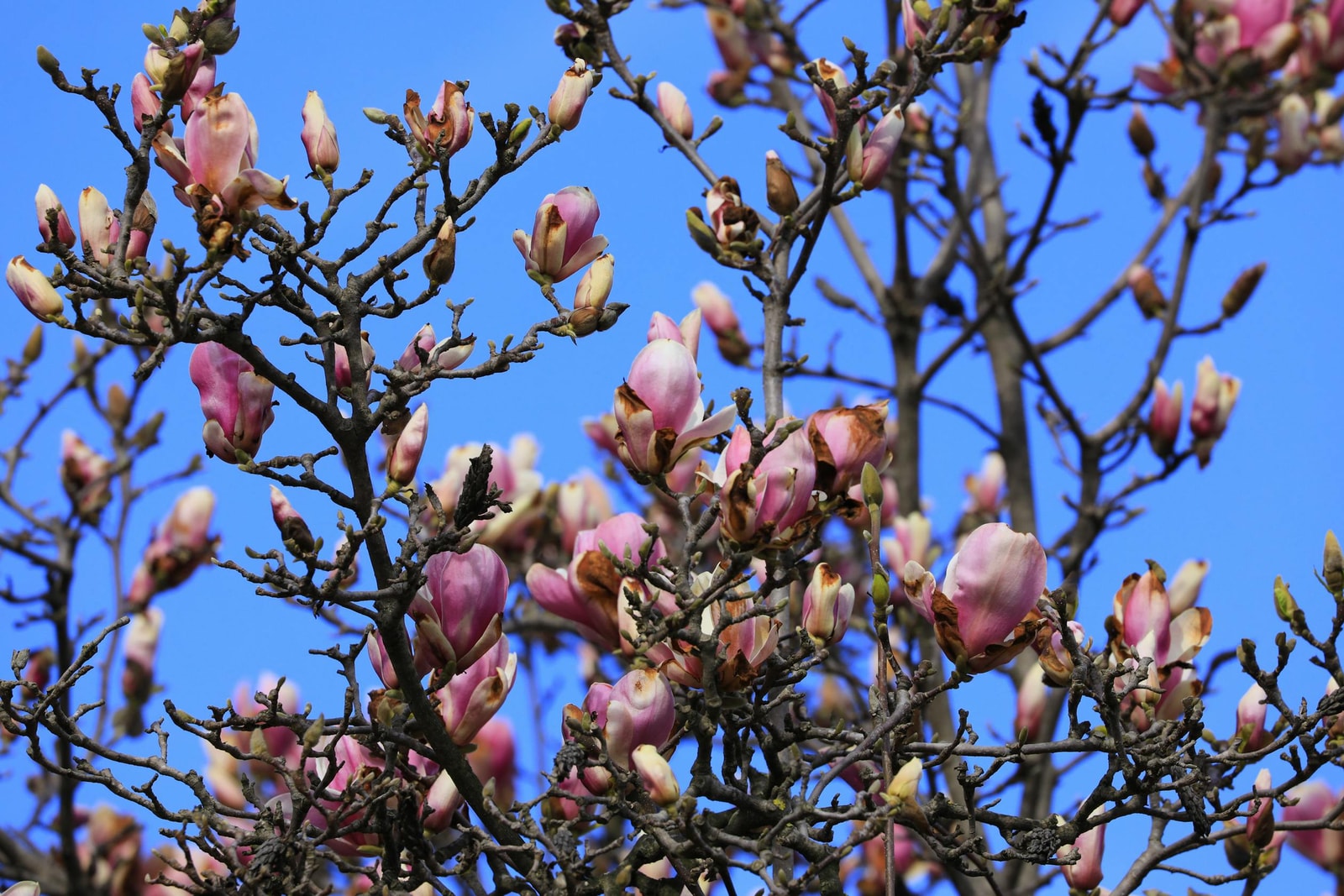 Pink magnolia blossoms in full bloom on a tree branch against a clear blue spring sky