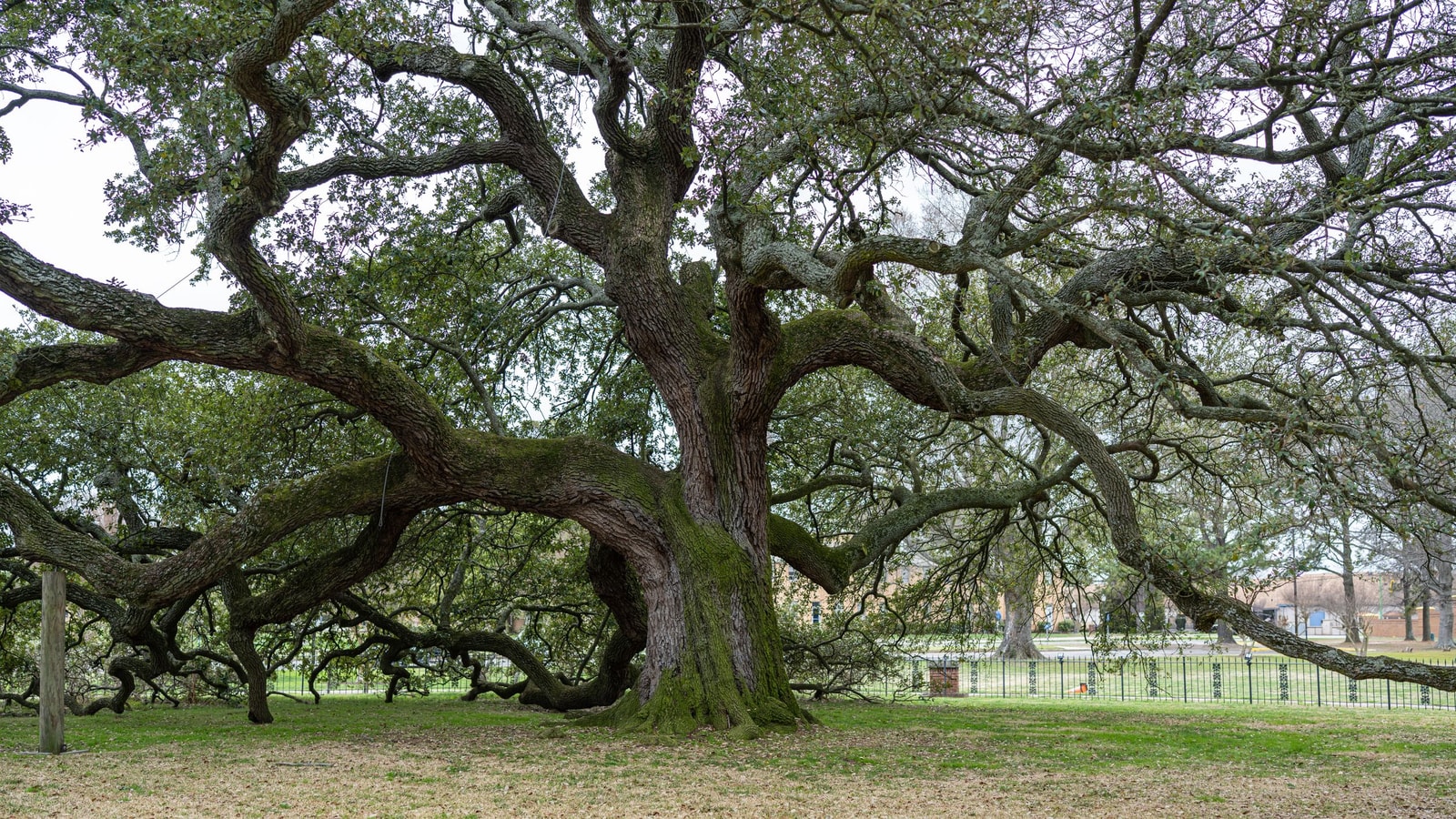 A sprawling live oak with a wide spreading canopy in a green park setting