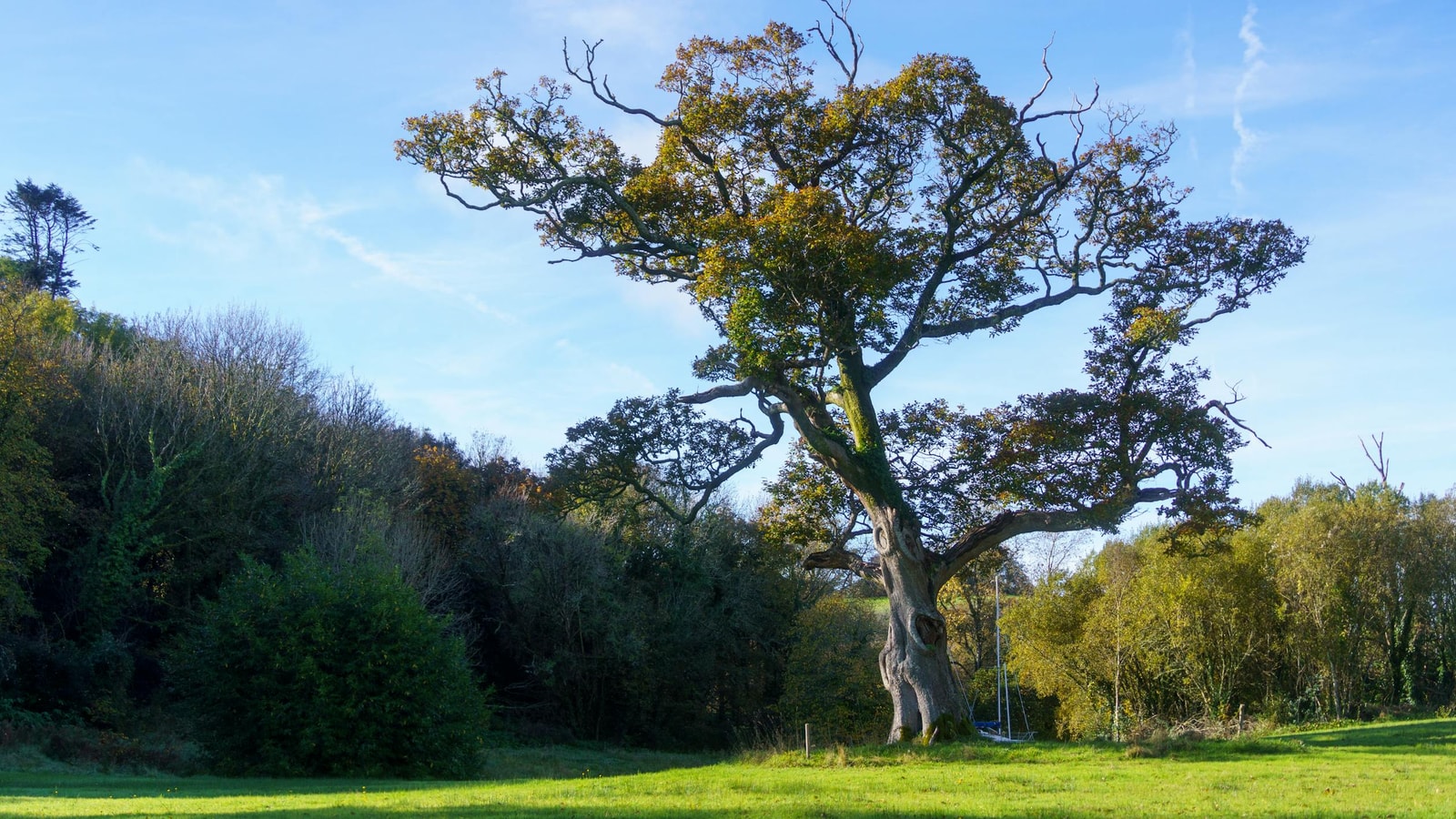 A large oak tree with a full green canopy standing in a sunlit meadow under a clear blue sky