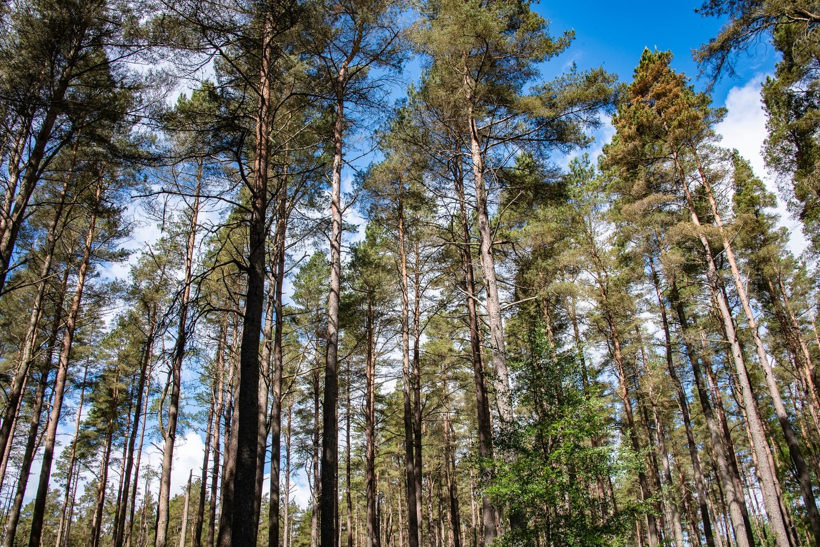 Tall pine trees with straight trunks reaching toward a bright blue sky in a sunlit forest