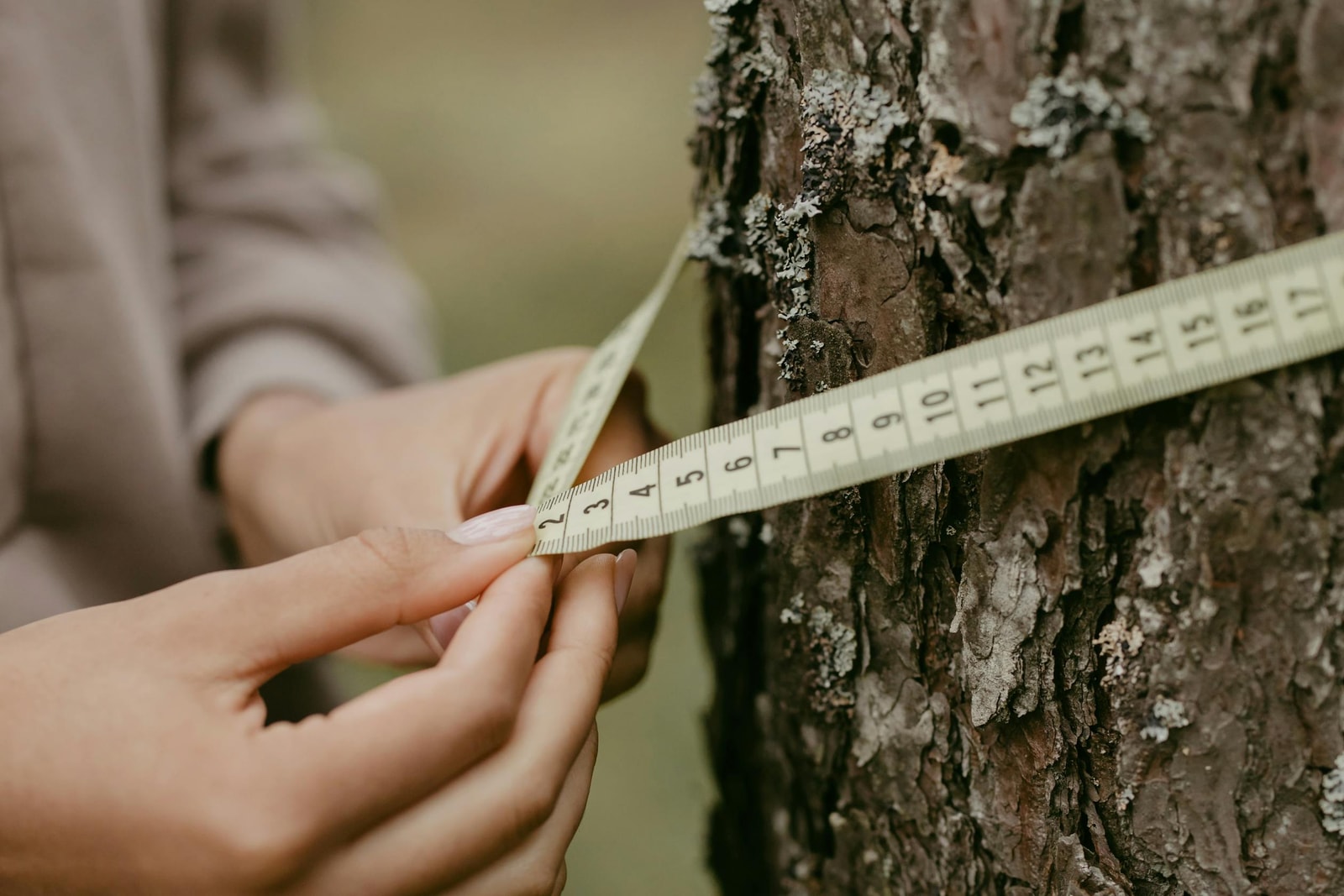 Hands measuring the circumference of a tree trunk with a tape measure to track annual growth