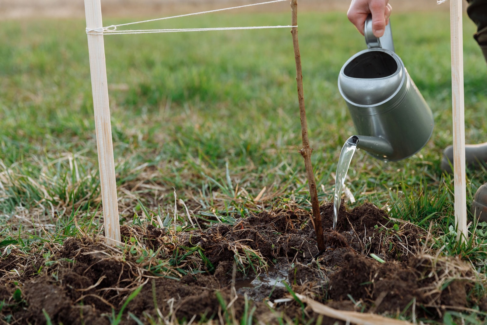 A person watering a young planted sapling with a watering can
