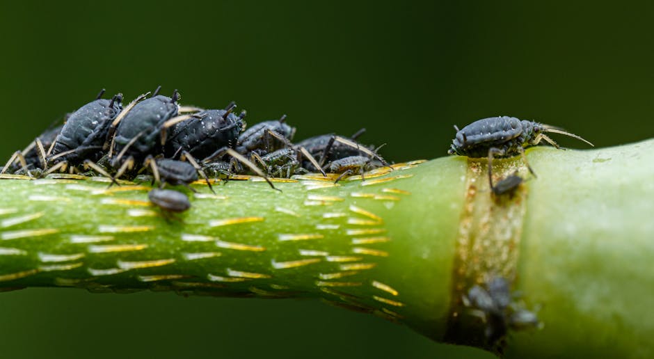 Colony of green aphids clustered on a young plant stem feeding on sap