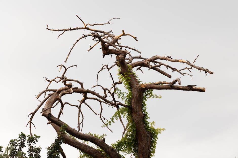 Dead tree with bare branches silhouetted against a blue sky