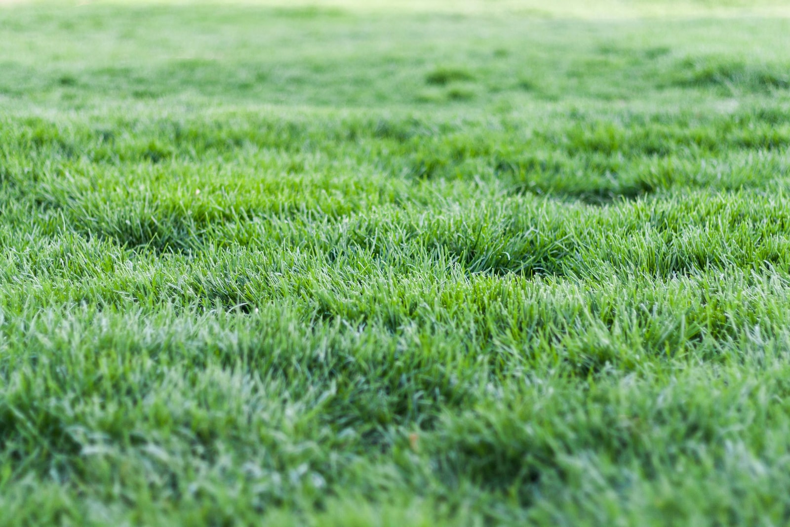 Close-up of a healthy green grass lawn