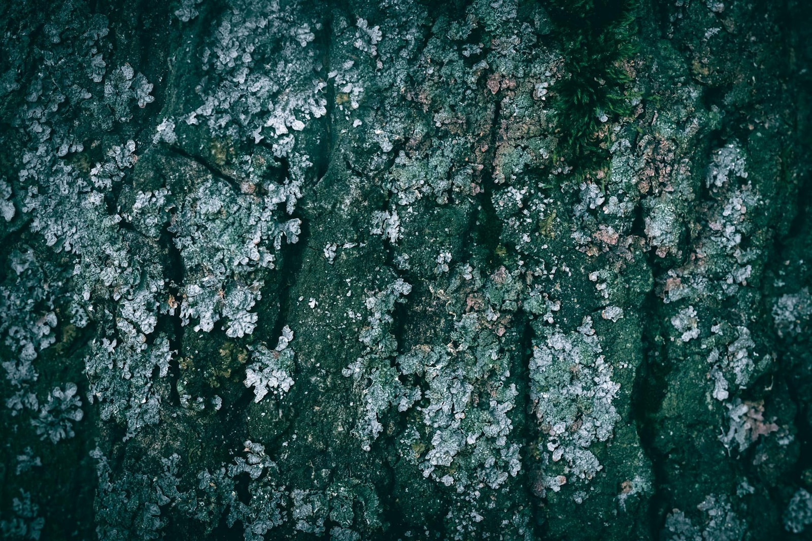 Close-up of green and white lichen growing on tree bark showing the harmless crusty patches