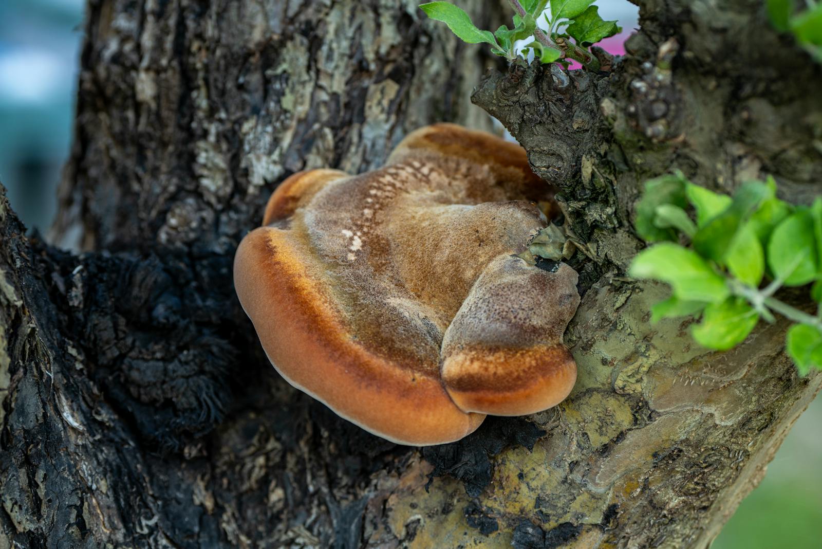 Large bracket fungus growing at the base of a tree trunk indicating root rot and wood decay