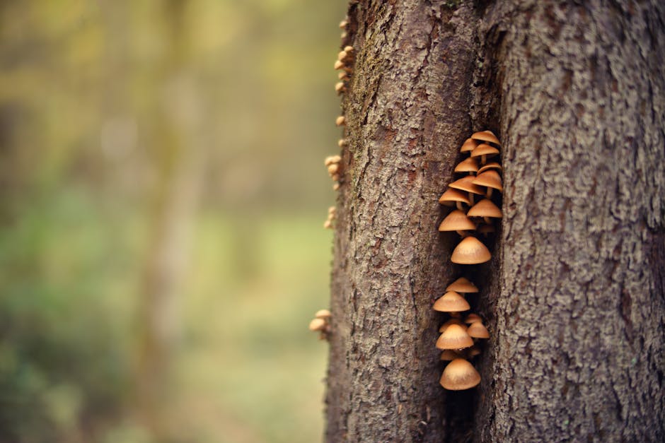 Bracket fungus growing on a tree trunk, a sign of fungal infection and wood decay
