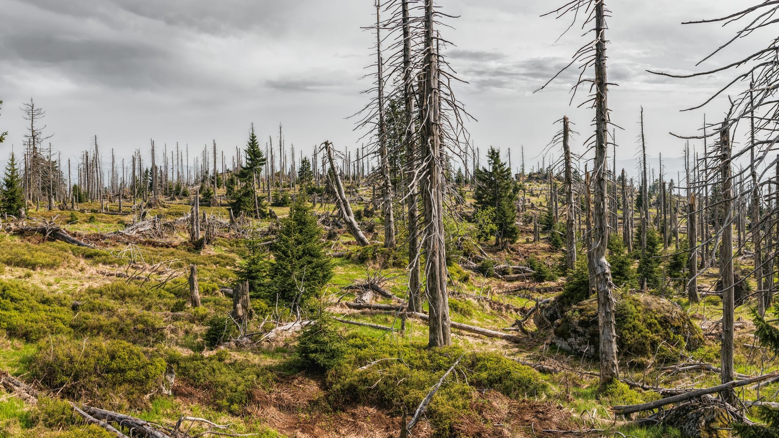 A sparse stand of conifers under a cloudy sky, the kind of landscape a stand-level beetle outbreak can leave behind