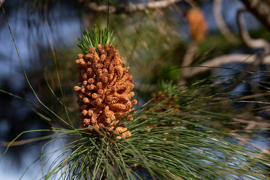 Pine tree with brown and dying needles showing signs of disease