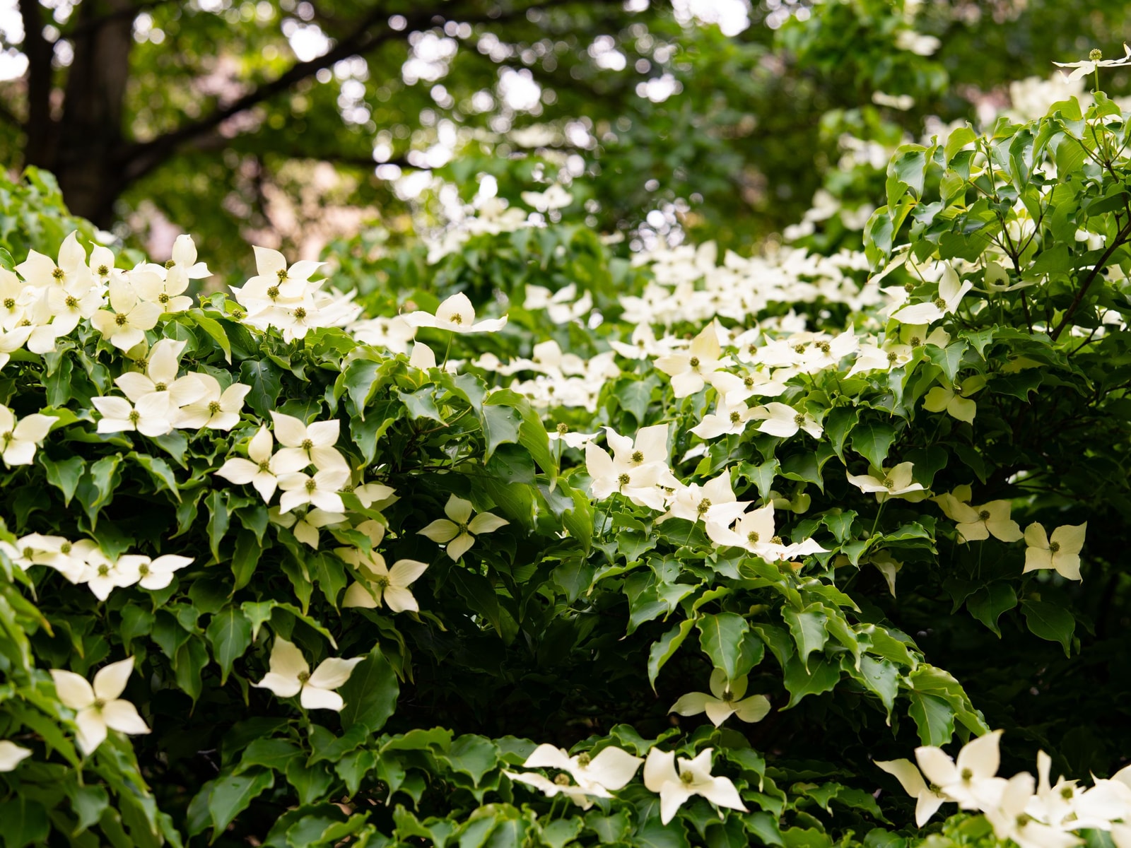 Dogwood tree covered in white spring flowers in a park setting