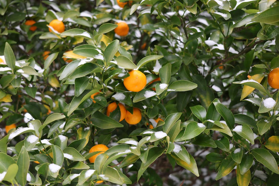 Mandarin oranges on a citrus tree dusted with snow during a winter cold snap