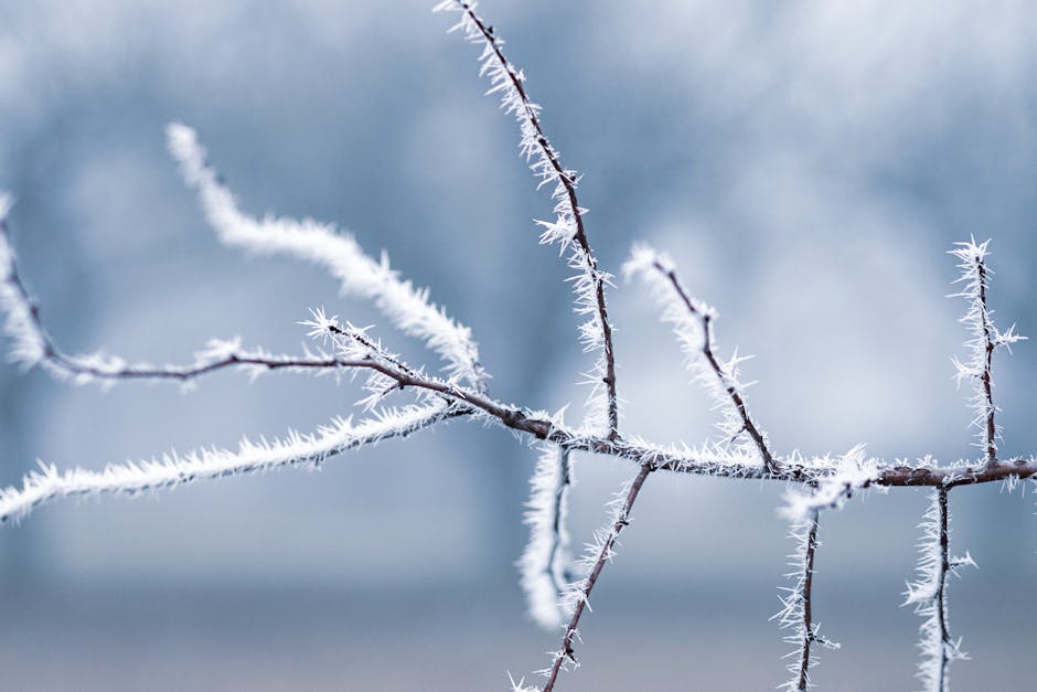 Frost crystals forming on tree branches on a cold winter morning