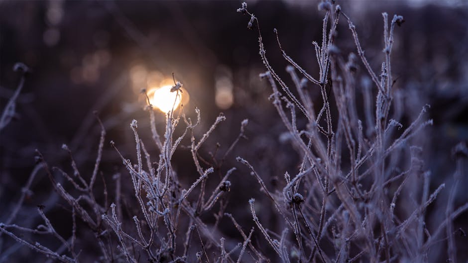 Frost-covered plants silhouetted against a pink and purple sunrise on a cold winter morning