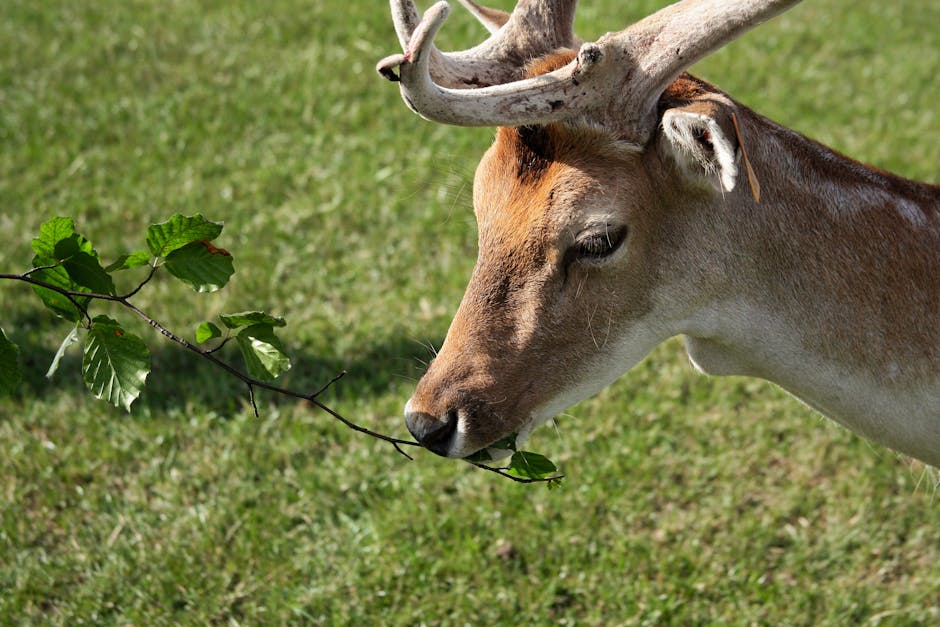 Close-up of a deer eating leaves from a tree branch