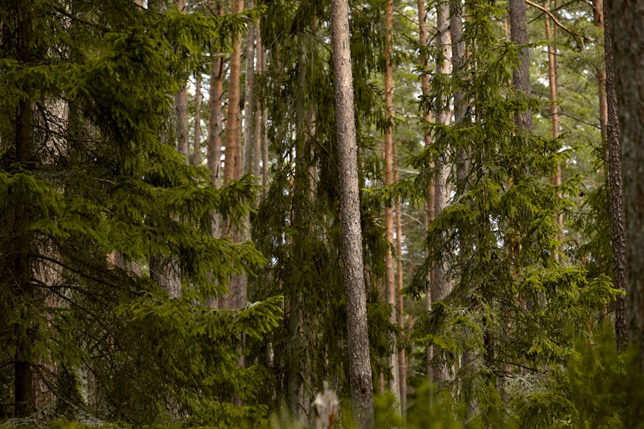 Towering evergreen trees in a lush forest landscape